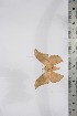  ( - BC-TB4270)  @13 [ ] Copyright (2010) Unspecified Research Collection of Thierry Bouyer
