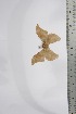  ( - BC-TB4388)  @12 [ ] Copyright (2010) Unspecified Research Collection of Thierry Bouyer