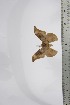  ( - BC-TB4399)  @12 [ ] Copyright (2010) Unspecified Research Collection of Thierry Bouyer