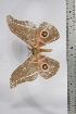  ( - BC-TB4445)  @12 [ ] Copyright (2010) Unspecified Research Collection of Thierry Bouyer