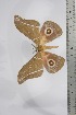  ( - BC-TB4447)  @12 [ ] Copyright (2010) Unspecified Research Collection of Thierry Bouyer