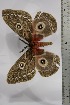  (Gonimbrasia lunaemons - BC-TB4459)  @14 [ ] Copyright (2010) Unspecified Research Collection of Thierry Bouyer