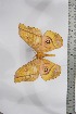  ( - BC-TB4504)  @12 [ ] Copyright (2010) Unspecified Research Collection of Thierry Bouyer