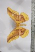  ( - BC-TB4512)  @11 [ ] Copyright (2010) Unspecified Research Collection of Thierry Bouyer