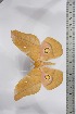  (Gonimbrasia broschi - BC-TB4549)  @11 [ ] Copyright (2010) Unspecified Research Collection of Thierry Bouyer