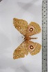  ( - BC-TB4574)  @11 [ ] Copyright (2010) Unspecified Research Collection of Thierry Bouyer
