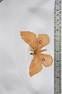  ( - BC-TB4577)  @11 [ ] Copyright (2010) Unspecified Research Collection of Thierry Bouyer