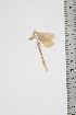  ( - BC-TB4738)  @12 [ ] Copyright (2010) Unspecified Research Collection of Thierry Bouyer