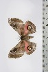  ( - BC-TB4755)  @12 [ ] Copyright (2010) Unspecified Research Collection of Thierry Bouyer