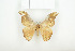  ( - BC-TB7928)  @13 [ ] Copyright (2010) Thierry Bouyer Research Collection of Phillipe Leonard