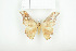  ( - BC-TB7929)  @13 [ ] Copyright (2010) Thierry Bouyer Research Collection of Phillipe Leonard
