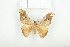  ( - BC-TB7933)  @13 [ ] Copyright (2010) Thierry Bouyer Research Collection of Phillipe Leonard