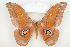  ( - BC-TB8052)  @12 [ ] Copyright (2010) Thierry Bouyer Research Collection of Phillipe Leonard