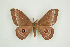  ( - BC-TB9451)  @14 [ ] Copyright (2012) Thierry Bouyer Research Collection of Thierry Bouyer