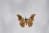  ( - BC-TB5289)  @12 [ ] Copyright (2010) Unspecified Research Collection of Thierry Bouyer
