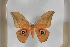  ( - BC-TB5434)  @11 [ ] Copyright (2010) Unspecified Research Collection of Thierry Bouyer