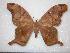  (Titaea tamerlan amazonensis - BC-Dec0104)  @15 [ ] Copyright (2010) Unspecified Research Collection of Thibaud Decaens