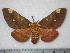  (Citheronia beledonon - BC-Dec0165)  @15 [ ] Copyright (2010) Unspecified Research Collection of Thibaud Decaens