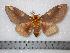  (Citheronia hamifera - BC-Dec0213)  @15 [ ] Copyright (2010) Unspecified Research Collection of Thibaud Decaens