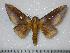  ( - BC-Dec0258)  @15 [ ] Copyright (2010) Unspecified Research Collection of Thibaud Decaens