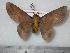  (Ptiloscola lilacina - BC-Dec0263)  @14 [ ] Copyright (2010) Unspecified Research Collection of Thibaud Decaens