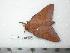  ( - BC-Dec0362)  @13 [ ] Copyright (2010) Unspecified Research Collection of Thibaud Decaens