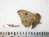  ( - BC-Dec0492)  @13 [ ] Copyright (2010) Unspecified Research Collection of Thibaud Decaens