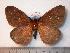  (Cerodirphia peigleri - BC-Dec0511)  @14 [ ] Copyright (2010) Unspecified Research Collection of Thibaud Decaens