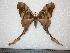  (Copiopteryx sonthonnaxi - BC-Dec0056)  @14 [ ] Copyright (2010) Unspecified Research Collection of Thibaud Decaens