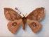  ( - BC-Dec0568)  @14 [ ] Copyright (2010) Unspecified Research Collection of Thibaud Decaens