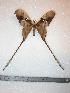  ( - BC-Dec0061)  @14 [ ] Copyright (2010) Unspecified Research Collection of Thibaud Decaens