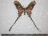  (Copiopteryx semiramis - BC-Dec0065)  @15 [ ] Copyright (2010) Unspecified Research Collection of Thibaud Decaens