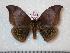  ( - BC-Dec0717)  @15 [ ] Copyright (2010) Unspecified Research Collection of Thibaud Decaens