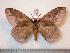  ( - BC-Dec0768)  @14 [ ] Copyright (2010) Unspecified Research Collection of Thibaud Decaens