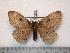  ( - BC-Dec0888)  @14 [ ] Copyright (2010) Unspecified Research Collection of Thibaud Decaens