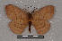  (Periphoba tangerini - BC-Dec1929)  @11 [ ] CreativeCommons - Attribution Non-Commercial Share-Alike (2014) ECODIV Univ Rouen