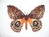 ( - BC-Dec1051)  @14 [ ] Copyright (2010) Unspecified Research Collection of Thibaud Decaens