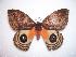  ( - BC-Dec1053)  @13 [ ] Copyright (2010) Unspecified Research Collection of Thibaud Decaens