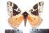  ( - BC-Dec1131)  @13 [ ] Copyright (2010) Unspecified Research Collection of Thibaud Decaens