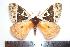  ( - BC-Dec1132)  @13 [ ] Copyright (2010) Unspecified Research Collection of Thibaud Decaens