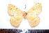  (Periga sp. 1 - BC-Dec1148)  @13 [ ] Copyright (2010) Unspecified Research Collection of Thibaud Decaens