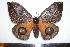  (Automeris subobscura subpozjunina - BC-Dec1196)  @14 [ ] Copyright (2010) Unspecified Research Collection of Thibaud Decaens