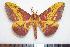  (Eacles bertrandi - BC-Dec1322)  @14 [ ] Copyright (2010) Unspecified Research Collection of Thibaud Decaens