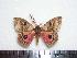  ( - BC-Dec1351)  @13 [ ] Copyright (2010) Unspecified Research Collection of Thibaud Decaens