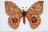  ( - BC-Dec1378)  @15 [ ] Copyright (2010) Unspecified Research Collection of Thibaud Decaens