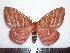  (Cerodirphia rosacordis - BC-Dec1422)  @15 [ ] Copyright (2010) Unspecified Research Collection of Thibaud Decaens