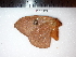  ( - BC-Dec1458)  @12 [ ] Copyright (2010) Unspecified Research Collection of Thibaud Decaens