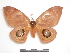  ( - BC-Dec1458)  @13 [ ] Copyright (2010) Unspecified Research Collection of Thibaud Decaens