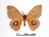  ( - BC-Dec1466)  @14 [ ] Copyright (2010) Unspecified Research Collection of Thibaud Decaens