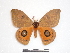  ( - BC-Dec1469)  @14 [ ] Copyright (2010) Unspecified Research Collection of Thibaud Decaens